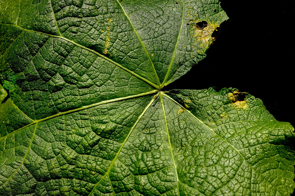 4711 Blatt-_SAM0386-1-Kopie.jpg